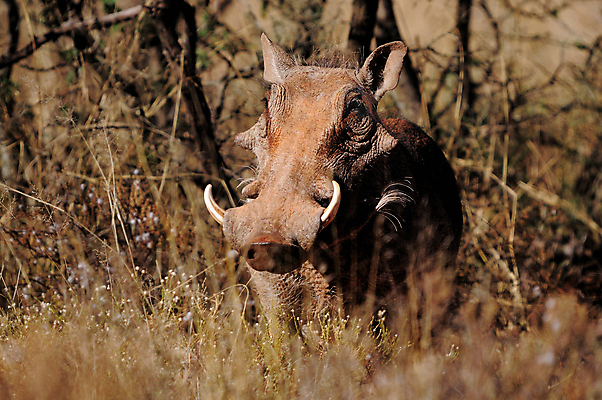 포토 JPG 해외이미지 동물 야생동물 포유류 아프리카 자연 사람없음 돼지 큼 상아 남아프리카 동물상 해외202004 해외포토 나라 조형물 크기 생태계 파일형식 이미지허브