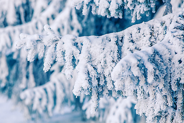 포토 JPG 해외이미지 모양 나무 계절 행복 여행 백그라운드 크리스마스 겨울 자연 하늘 날씨 휴가 새로움 산 기념 프레임 요정 미술 풍경 사람없음 야외 목재 파란색 빛 태양 얼음 축제 회색 추위 흰색 축하 소나무 신용카드 눈송이 숲 12월 연도 서리 전나무 1월 폭설 눈내림 해외202004 해외포토 자연요소 식물 기념일 감정 컬러 컨셉 재료 문화예술 눈_날씨 금융 날짜 자연재해 생태계 파일형식 이미지허브