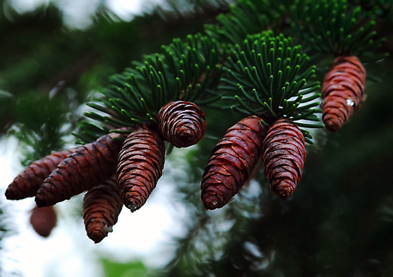 포토 JPG 해외이미지 나무 계절 백그라운드 크리스마스 겨울 자연 휴가 사람없음 장식 초록색 나뭇가지 소나무 황금 상록수 원뿔 해외202004 해외포토 도형 식물 기념일 컬러 생태계 파일형식 이미지허브