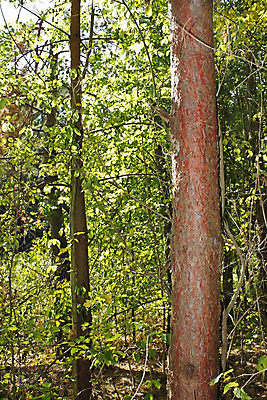 포토 JPG 해외이미지 나무 식물 실루엣 줄기 백그라운드 요정 그림자 풍경 사람없음 목재 초록색 빛 햇빛 갈색 환경 흙 회색 안개 가을 나뭇가지 소나무 황무지 티켓 숲 신비 그림 각도 먼지 나무껍질 지역 침엽수 노려봄 해외202004 해외포토 계절 컬러 컨셉 재료 날씨 촬영기법 표정 태양 껍질 파일형식 이미지허브