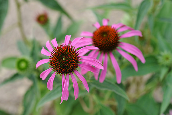 포토 JPG 해외이미지 식물 꽃 분홍색 잎 자연 사람없음 야외 초록색 정원 봄 닫기 해외202004 해외포토 계절 컬러 모션 생태계 파일형식 이미지허브