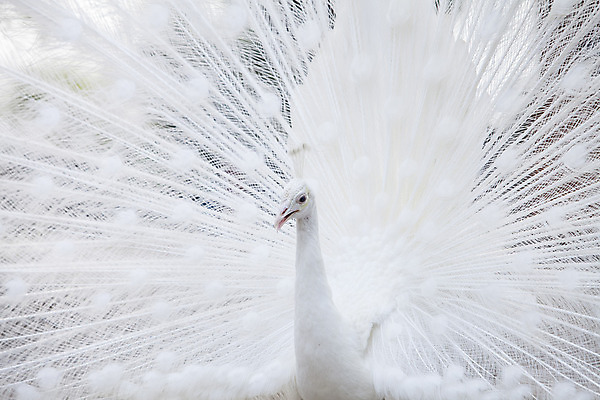 포토 JPG 해외이미지 1 공원 남자 야생동물 백그라운드 패턴 자연 조류 사람없음 야외 장식 가로 세로 컬러풀 머리 침묵 활발 펼침 흰색 우아함 공작 전시회 깃털 묘사 꼬리 부리 목 보여주기 꿩 고립 해외202004 해외포토 동물 공공시설 컬러 컨셉 무늬 모션 사람 신체부위 소리 전시 생태계 파일형식 이미지허브