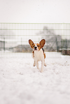 포토 JPG 해외이미지 동물 행복 포즈 겨울 밭 장난 모션 자연 놀이 기술 건강 사람없음 야외 반려동물 장난감 달리기 운동 정원 점프 기쁨 에너지 게임 개 속도 흥분 비글 송곳니 해외202004 해외포토 계절 감정 농업 포유류 치아 생태계 파일형식 이미지허브