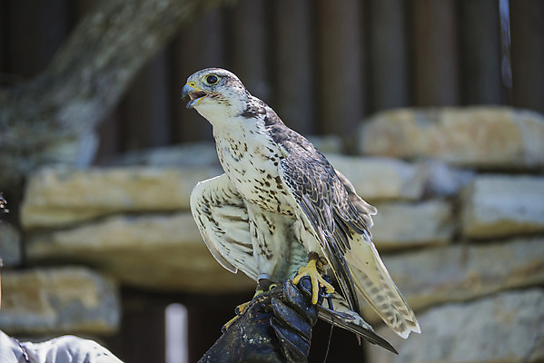 포토 JPG 해외이미지 모양 동물 아이콘 야생동물 날개 자연 조류 사람없음 머리 검은색 힘 자유 흰색 심볼 깃털 사인 사냥 부리 독수리 육식동물 사냥꾼 마스코트 웅장함 해외202004 해외포토 직업 컬러 컨셉 신체부위 생태계 파일형식 이미지허브