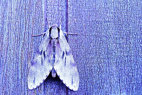 포토 JPG 해외이미지 사람없음 동물상 해외202004 해외포토 조형물 파일형식 이미지허브