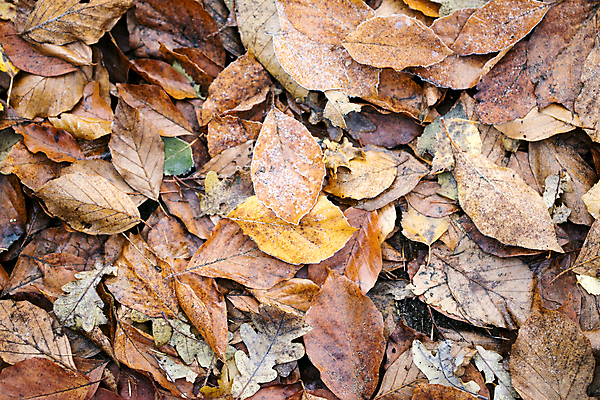 포토 JPG 해외이미지 나무 식물 계절 공원 줄기 잎 겨울 꽃무늬 채소 자연 건조 사람없음 목재 초록색 세트 갈색 노란색 쌓기 놀람 덮개 가을 죽음 숲 브레이크 수집 허브 묘사 질감 내추럴 딜 땅바닥 엘리먼트 많음 해외202004 해외포토 공공시설 꽃 감정 컬러 컨셉 무늬 재료 모션 바닥 표정 뚜껑 생태계 파일형식 이미지허브