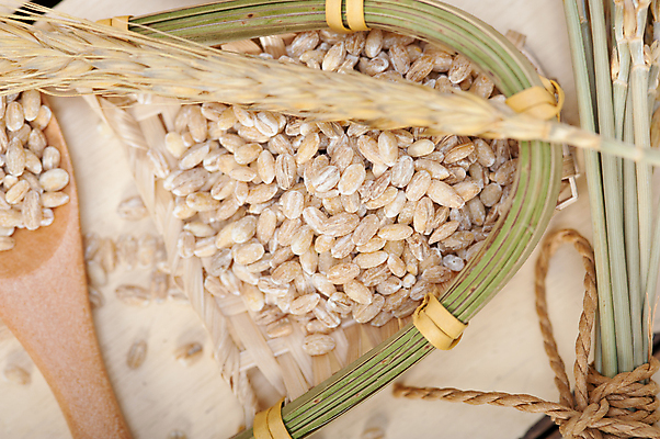 포토 JPG 해외이미지 근접촬영 사람없음 농작물 낟알 보리 보리이삭 해외202004 해외포토 뷰포인트 농업 곡류 이삭 파일형식 이미지허브