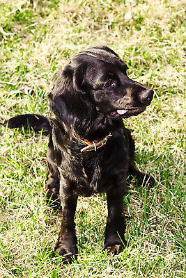 포토 JPG 해외이미지 동물 영어 응시 얼굴 밭 털 사람없음 초록색 여름 반려동물 갈색 머리 맑음 검은색 봄 스패니얼 아기 개 달콤 강아지 송곳니 기르기 유래 해외202004 해외포토 문자 시선 계절 컬러 농업 포유류 날씨 사람 신체부위 맛 치아 돌봄 파일형식 이미지허브