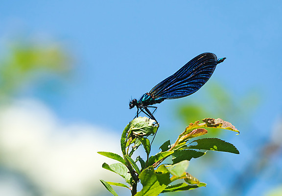 포토 JPG 해외이미지 계절 야생동물 곤충 자연 영국 잉글랜드 사람없음 봄 시골 5월 서식스 사우스다운스 해외202004 해외포토 동물 유럽 날짜 생태계 파일형식 이미지허브