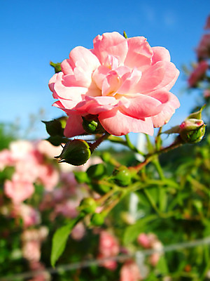 포토 JPG 해외이미지 나무 식물 계절 열매 꽃잎 꽃 음식 줄기 분홍색 잎 꽃무늬 과일 자연 사람없음 야외 빨간색 초록색 빛 장미 나뭇가지 가시 선택 묘사 블러 해외202004 해외포토 컬러 컨셉 무늬 생태계 파일형식 이미지허브