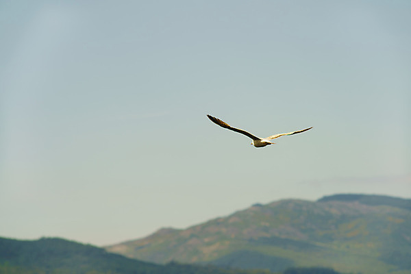 포토 JPG 해외이미지 동물 구름 1 호수 야생동물 바다 겨울 날개 자연 갈매기 조류 하늘 낚시 산 사람없음 야외 물 여름 파란색 강 우주 봄 회색 흐름 자유 안개 가을 흰색 비행 도시 깃털 언덕 속도 부리 타운 드넓은 무료 해외202004 해외포토 자연요소 계절 컬러 컨셉 레저 날씨 생태계 파일형식 이미지허브