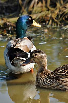 포토 JPG 해외이미지 동물 커플 계절 공원 여자 남자 호수 야생동물 바다 백그라운드 2 겨울 날개 자연 조류 오리 풍경 사람없음 옆모습 초록색 물 파란색 강 컬러풀 반사 갈색 검은색 수영 흰색 연못 쌍 그룹 깃털 부리 물새 청둥오리 고립 해외202004 해외포토 자연요소 공공시설 뷰포인트 컬러 관계 사람 수상스포츠 생태계 파일형식 이미지허브