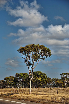 포토 JPG 해외이미지 나무 자연 사람없음 농촌 시골 호주 심볼 오지 해외202004 해외포토 식물 오세아니아 생태계 파일형식 이미지허브