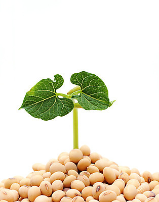 포토 JPG 해외이미지 식물 계절 음식 컨셉 잎 농업 채소 자연 새로움 콩 건강 씨앗 사람없음 초록색 농장 새싹 정원 희망 봄 펼침 성장 흰색 시골 신선 유기농 부활 리빙 고립 대두 모종 밭일 생태학 처음 해외202004 해외포토 웰빙 교육 감정 산업 컬러 모션 곡류 생태계 파일형식 이미지허브