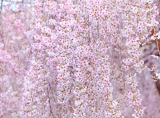 포토 JPG 해외이미지 주간 분홍색 봄꽃 자연 사람없음 야외 아웃포커스 벚꽃 해외202004 해외포토 자연요소 꽃 컬러 촬영기법 봄 생태계 파일형식 이미지허브