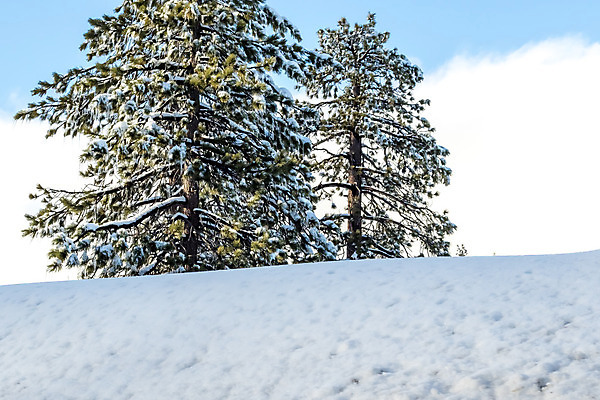 포토 JPG 해외이미지 식물 구름 계절 호수 겨울 자연 하늘 휴가 산 건조 풍경 사람없음 야외 파란색 글로벌 환경 사막 추위 소나무 변화 숲 캘리포니아 무거움 남쪽 로스앤젤레스 해외202004 해외포토 자연요소 나무 컬러 컨셉 미국 무게 방향 생태계 파일형식 이미지허브