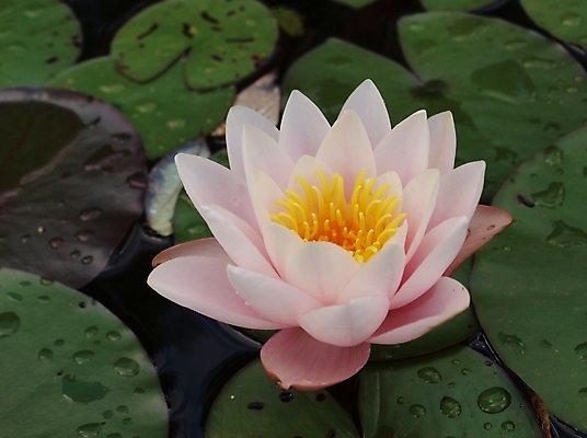 포토 JPG 해외이미지 식물 계절 꽃잎 꽃 종교 선 분홍색 백그라운드 잎 꽃무늬 자연 휴식 연꽃 사람없음 초록색 물 여름 컬러풀 노란색 평화 환경 정원 검은색 어둠 젖음 흰색 연못 개화 우아함 닫기 떨어짐 백합 묘사 명상 싱글 내추럴 이국적 해외202004 해외포토 자연요소 컬러 컨셉 무늬 모션 생태계 파일형식 이미지허브