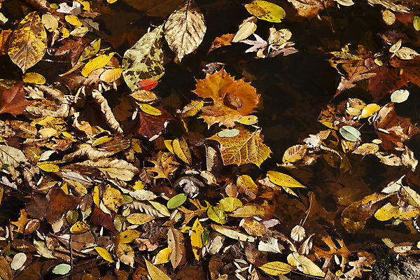 포토 JPG 해외이미지 나무 식물 계절 공원 백그라운드 잎 패턴 오렌지 자연 벽지 추상 프레임 기술 사람없음 야외 장식 가로 빨간색 햇빛 갈색 노란색 보라색 침묵 활발 가을 나뭇가지 그룹 변화 황금 숲 11월 심볼 질감 장면 흙더미 10월 해외202004 해외포토 공공시설 컬러 컨셉 무늬 과일 태양 소리 흙 날짜 생태계 파일형식 더미 이미지허브