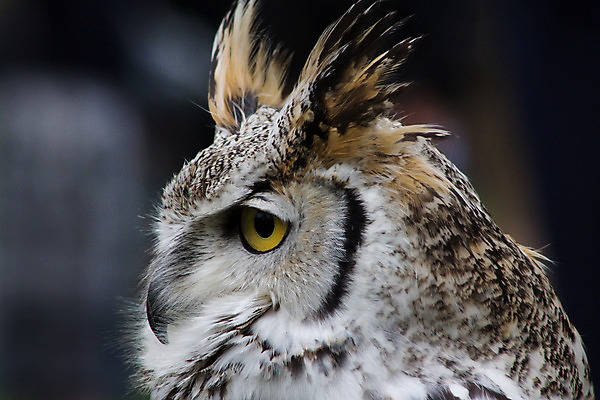 포토 JPG 해외이미지 동물 야생동물 날개 자연 조류 사람없음 야외 깃털 부리 육식동물 부엉이 해외202004 해외포토 생태계 파일형식 이미지허브