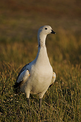 포토 JPG 해외이미지 동물 1 남자 야생동물 자연 조류 사람없음 흰색 거위 물새 아르헨티나 해외202004 해외포토 컬러 사람 남아메리카 생태계 파일형식 이미지허브