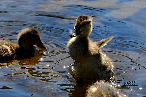 포토 JPG 해외이미지 오리 사람없음 해외202004 해외포토 조류 파일형식 이미지허브