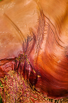 포토 JPG 해외이미지 식물 줄기 백그라운드 잎 패턴 자연 사람없음 묘사 해외202004 해외포토 무늬 생태계 파일형식 이미지허브