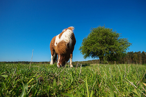포토 JPG 해외이미지 동물 남자 스포츠 밭 포유류 자연 하늘 사람없음 야외 초록색 여름 파란색 빛 달리기 태양 농장 갈색 머리 점프 힘 일몰 목장 회색 자유 흰색 군중 속도 먼지 갈기 달리기선수 땅바닥 무료 해외202004 해외포토 자연요소 계절 컬러 컨셉 농업 모션 바닥 사람 신체부위 노을 생태계 육상선수 파일형식 이미지허브