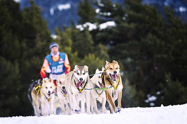 포토 JPG 해외이미지 동물 스포츠 여행 포즈 백그라운드 겨울 모션 자연 사람 사람없음 야외 반려동물 달리기 얼음 경쟁 운전 추위 흰색 업무 그룹 개 속도 썰매 마차 썰매타기 송곳니 시베리아 해외202004 해외포토 자연요소 계절 교통수단 컬러 컨셉 포유류 전통놀이 작업 치아 생태계 파일형식 이미지허브