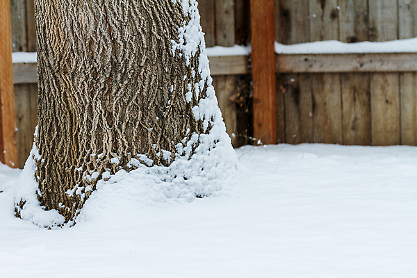 포토 JPG 해외이미지 나무 계절 공원 이동 겨울 자연 날씨 풍경 사람없음 야외 목재 갈색 환경 냉동 얼음 추위 흰색 12월 서리 장면 나무껍질 눈내림 해외202004 해외포토 자연요소 식물 공공시설 컬러 컨셉 재료 눈_날씨 껍질 날짜 생태계 파일형식 이미지허브