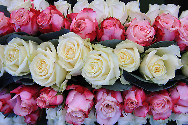 포토 JPG 해외이미지 식물 꽃잎 꽃 꽃다발 자연 사람없음 초록색 장미 봄 흰색 배열 꽃집 질감 해외202004 해외포토 계절 컬러 상점 생태계 파일형식 이미지허브