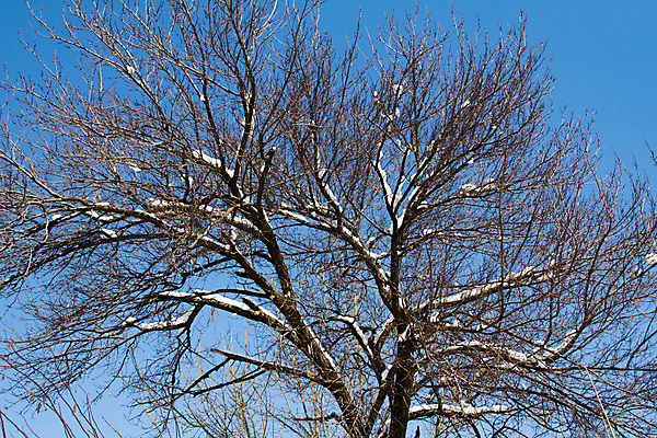 포토 JPG 해외이미지 나무 계절 여행 백그라운드 겨울 자연 하늘 날씨 사람없음 야외 파란색 태양 우주 냉동 얼음 추위 흰색 나뭇가지 숲 서리 북쪽 1월 해외202004 해외포토 자연요소 식물 컬러 날짜 방향 생태계 파일형식 이미지허브