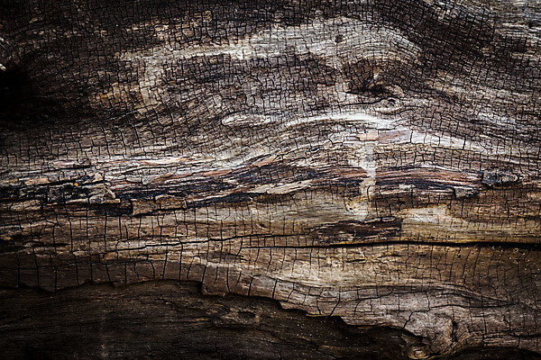 포토 JPG 해외이미지 모양 나무 선 백그라운드 패턴 자연 표면 추상 그림자 사람없음 목재 갈색 거친 주름 균열 피부 묘사 오브젝트 질감 내추럴 썩음 옛날 해외202004 해외포토 식물 컬러 무늬 재료 모션 신체부위 생태계 파일형식 이미지허브