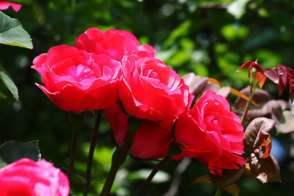 포토 JPG 해외이미지 꽃 백그라운드 농업 자연 사람없음 빨간색 초록색 컬러풀 장미 정원 봄 소프트포커스 해외202004 해외포토 식물 계절 산업 컬러 촬영기법 생태계 파일형식 이미지허브