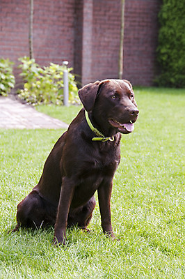 포토 JPG 해외이미지 동물 행복 장난 가족 놀이 털 잔디 사람없음 초록색 여름 햇빛 태양 갈색 초콜릿 어둠 자유 신선 도움 개 달콤 강아지 숲 래브라도리트리버 스마트 만족 귀 송곳니 거짓말 기르기 유래 해외202004 해외포토 자연요소 식물 계절 감정 컬러 컨셉 포유류 관계 디저트 신체부위 반려동물 리트리버 맛 치아 돌봄 파일형식 이미지허브