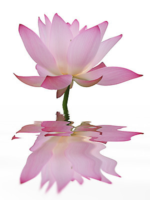 포토 JPG 해외이미지 식물 꽃 선 꽃무늬 자연 연꽃 사람없음 빨간색 초록색 환경 흰색 신성 해외202004 해외포토 컬러 무늬 생태계 파일형식 이미지허브