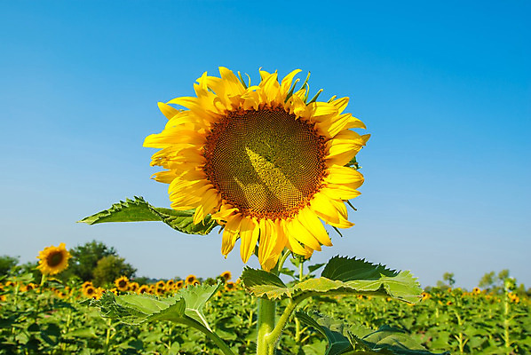 포토 JPG 해외이미지 식물 계절 꽃 백그라운드 꽃무늬 밭 농업 자연 하늘 해바라기 풍경 사람없음 야외 여름 파란색 빛 컬러풀 햇빛 태양 노란색 환경 맑음 활발 성장 벚꽃 광선 시골 신선 개화 황금 유기농 꽃가루 내추럴 밭일 많음 해외202004 해외포토 자연요소 웰빙 산업 컬러 컨셉 무늬 날씨 가루 생태계 파일형식 이미지허브
