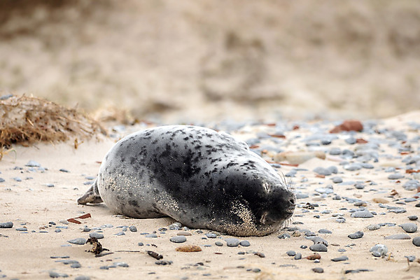포토 JPG 해외이미지 동물 유럽 야생동물 바다 섬 포유류 자연 독일 종류 사람없음 야외 행운 물개 모래언덕 육식동물 북쪽 동물상 해외202004 해외포토 나라 컨셉 조형물 바다동물 방향 언덕 생태계 파일형식 이미지허브