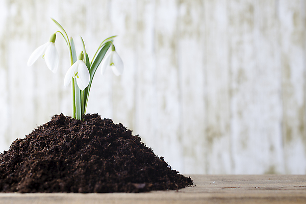 포토 JPG 해외이미지 식물 계절 꽃잎 꽃 줄기 백그라운드 자연 새로움 사람없음 침묵 봄 벚꽃 흰색 개화 작음 헌병 해외202004 해외포토 컬러 컨셉 소리 군인 크기 생태계 파일형식 이미지허브