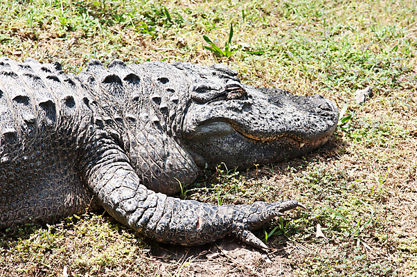 포토 JPG 해외이미지 동물 한마리 야생동물 파충류 휴가 사람없음 야외 육식동물 악어 해외202004 해외포토 1 파일형식 이미지허브
