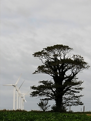 포토 JPG 해외이미지 나무 사람없음 초록색 환경 힘 풍차 에너지 생태계 해외202004 해외포토 식물 컬러 파일형식 이미지허브