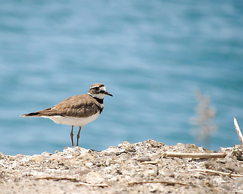 포토 JPG 해외이미지 동물 호수 야생동물 자연 조류 앉기 사람없음 야외 습지 깃털 동물상 해외202004 해외포토 모션 조형물 생태계 파일형식 이미지허브