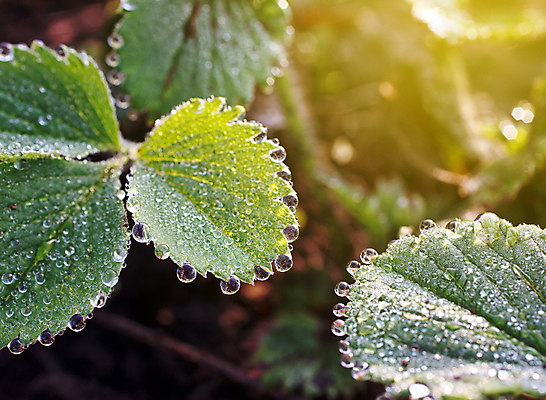 포토 JPG 해외이미지 식물 백그라운드 잎 패턴 자연 날씨 건강 잔디 사람없음 야외 초록색 물 여름 빛 태양 환경 침묵 활발 젖음 성장 시간 액체 떨어짐 이슬 빗방울 순수 해외202004 해외포토 자연요소 계절 컬러 컨셉 무늬 소리 비_날씨 생태계 파일형식 이미지허브
