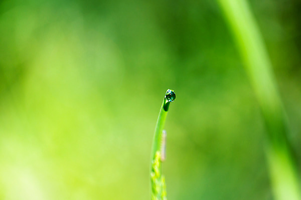 포토 JPG 해외이미지 식물 백그라운드 잎 요가 자연 아침 날씨 사랑 사람없음 야외 초록색 물 여름 세계 반사 환경 정원 봄 거품 젖음 추위 자유 성장 물방울 신선 투명 떨어짐 이슬 빗방울 향수 순수 명상 고립 진짜 해외202004 해외포토 주간 자연요소 웰빙 계절 감정 컬러 컨셉 화장품 비_날씨 생태계 파일형식 이미지허브