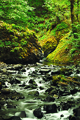 포토 JPG 해외이미지 나무 자연 사람없음 초록색 강 골짜기 활발 개울 콜롬비아 암초 해외202004 해외포토 식물 컬러 컨셉 남아메리카 생태계 파일형식 이미지허브