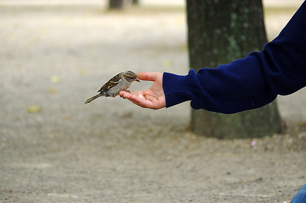 포토 JPG 해외이미지 나무 동물 손 커플 야생동물 어린이 음식 빵 백그라운드 날개 손가락 모션 자연 조류 생물 주택 노르웨이 사랑 사람 사람없음 야외 초록색 여름 태양 케이크 믿음 봄 빵집 도시 달콤 먹이 먹기 깃털 정사각형 부리 참새 돌봄 부스러기 수유 오슬로 해외202004 해외포토 자연요소 도형 식물 계절 감정 유럽 컬러 관계 디저트 건물 신체부위 상점 맛 생태계 파일형식 이미지허브