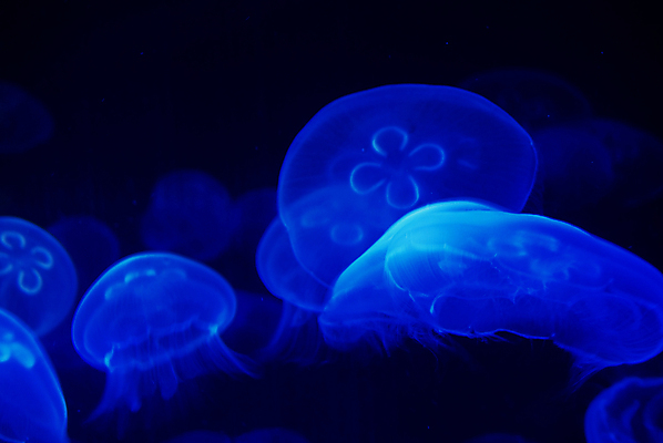 포토 JPG 해외이미지 여러마리 사람없음 파란색 바닷속 수중동물 자포동물 해파리 해외202004 해외포토 동물 컬러 다수 수중 파일형식 이미지허브