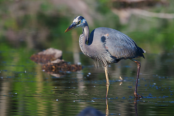 포토 JPG 해외이미지 동물 응시 호수 야생동물 음식 자연 조류 낚시 어류 사람없음 야외 물 파란색 컬러풀 관찰 연못 잡기 입 큼 먹이 먹기 왜가리 배고픔 깃털 호기심 부리 육식동물 물새 노려봄 경보 해외202004 해외포토 자연요소 시선 감정 컬러 컨셉 모션 레저 표정 신체부위 수중동물 크기 생태계 파일형식 이미지허브
