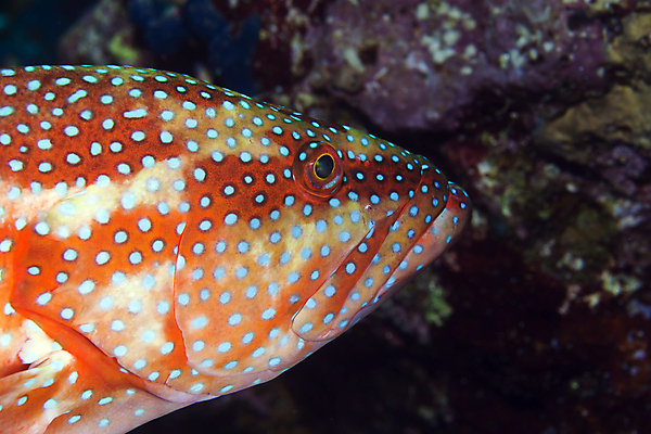 포토 JPG 해외이미지 동물 야생동물 바다 백그라운드 학교 자연 바닥 이집트 어류 사람없음 빨간색 초록색 물 파란색 빛 컬러풀 태양 환경 수중 광선 산호 아래 생태계 소금 부드러움 암초 대서양 내추럴 소금물 이국적 해외202004 해외포토 자연요소 교육 컬러 아프리카 수중동물 감각 자포동물 방향 위치 파일형식 이미지허브