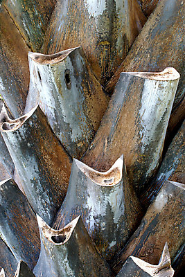 포토 JPG 해외이미지 나무 식물 디자인 공원 선 줄기 섬 백그라운드 잎 패턴 자연 추상 손바닥 그림자 사람없음 야외 목재 초록색 빛 햇빛 환경 정원 맑음 성장 나뭇가지 숲 그늘 질감 생물학 날것 남쪽 내추럴 광합성 생태학 파라다이스 해외202004 해외포토 손 공공시설 교육 컬러 무늬 재료 날씨 태양 방향 생태계 파일형식 이미지허브