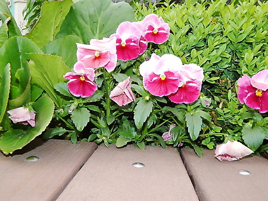 포토 JPG 해외이미지 식물 계절 공원 꽃 꽃다발 백그라운드 꽃무늬 자연 풍경 사람없음 야외 장식 초록색 여름 컬러풀 정원 봄 폭포 벚꽃 신선 내추럴 해외202004 해외포토 공공시설 컬러 무늬 생태계 파일형식 이미지허브